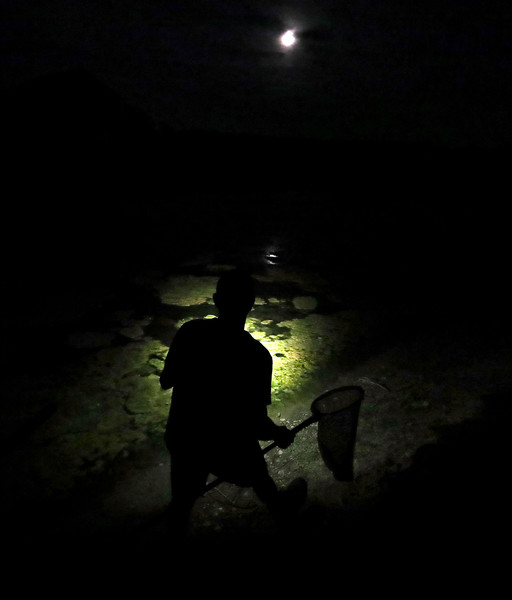 Story - 1st place - Valley City Frog Jump Director Dave Raco searches for frogs on a private pond in Valley City. Raco says nightfall is the prime time to catch frogs on the banks of ponds. (Jeff Lange / Akron Beacon Journal)