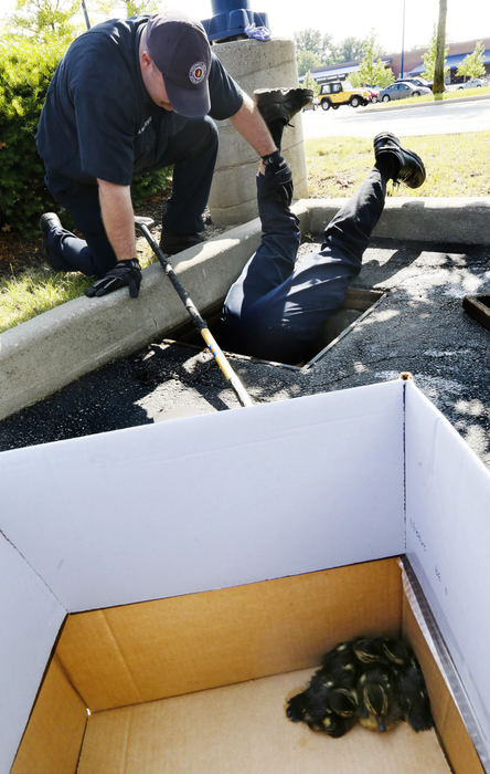 General News - 1st placeColumbus firefighter Jarrod McClain asisted firefighter Scott Blackburn as he goes into a drain at Easton Mall to rescue more ducks . Ten baby ducks fell into the drain at a parking lot. Bystanders rescued three and Columbus Firefighters picked up the other 7 by pushing water from one drain to another. The ducks were reunited with their mother later.  (Eric Albrecht / The Columbus Dispatch)