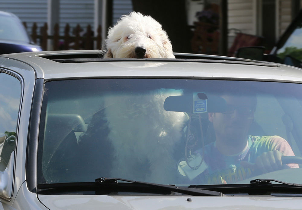 Feature - 2nd place - Jamaica, a six-year-old sheep dog, seems to enjoy riding around Urbana with its head sticking out the sunroof as her owner, Lance Iman, drives the car. (Bill Lackey / Springfield News-Sun)