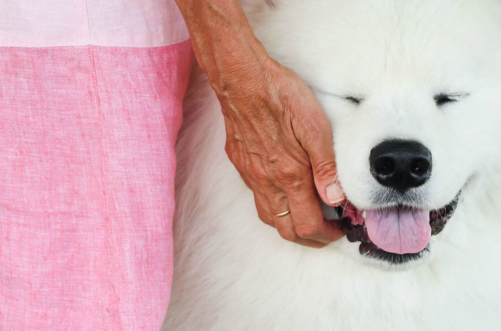 Feature - 2nd place - Susan Kheder, of Ann Arbor, Michigan, pets Koda, her 8-month-old Samoyed, during the Toledo Kennel Club All-Breed Dog Show at the Lucas County Fairgrounds in Maumee. (Kurt Steiss / The Blade)