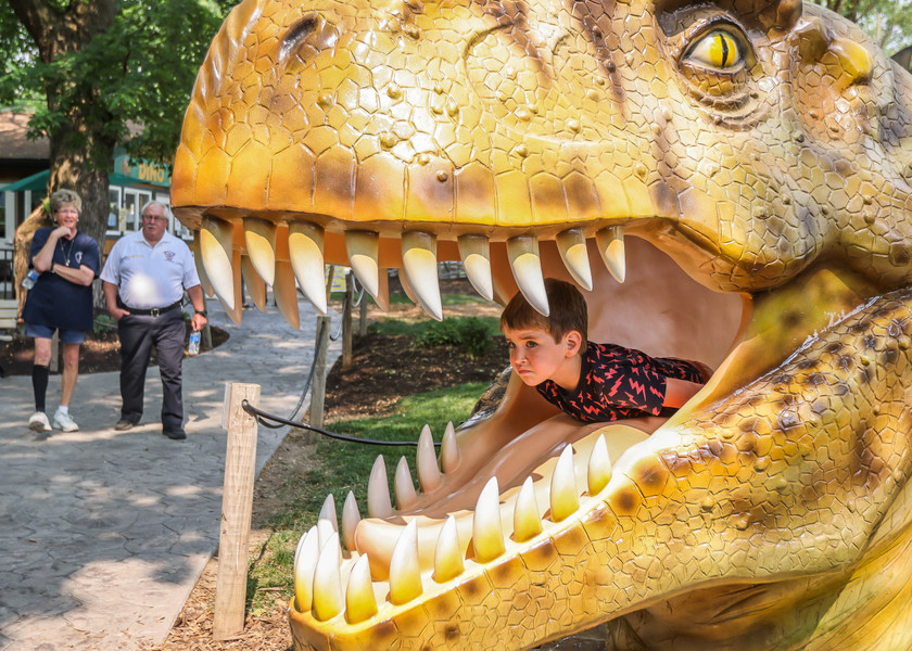 Feature - 1st place - Goshen, Indiana resident Atticus Beech-King crawls through the mouth of a T-rex during to “Dinosaur Takeover” at African Safari Wildlife Park in Port Clinton.  (Isaac Ritchey / The Blade)