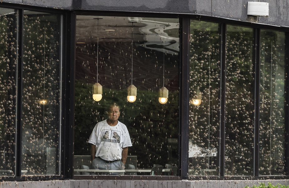 General News - 2nd place - Kevin Burley of Point Place looks through a mayfly covered window while waiting for his order to be filled at McDonald’s   in Point Place. Mr. Burley says the mayflies don’t bother him a bit.  (Jeremy Wadsworth / The Blade)