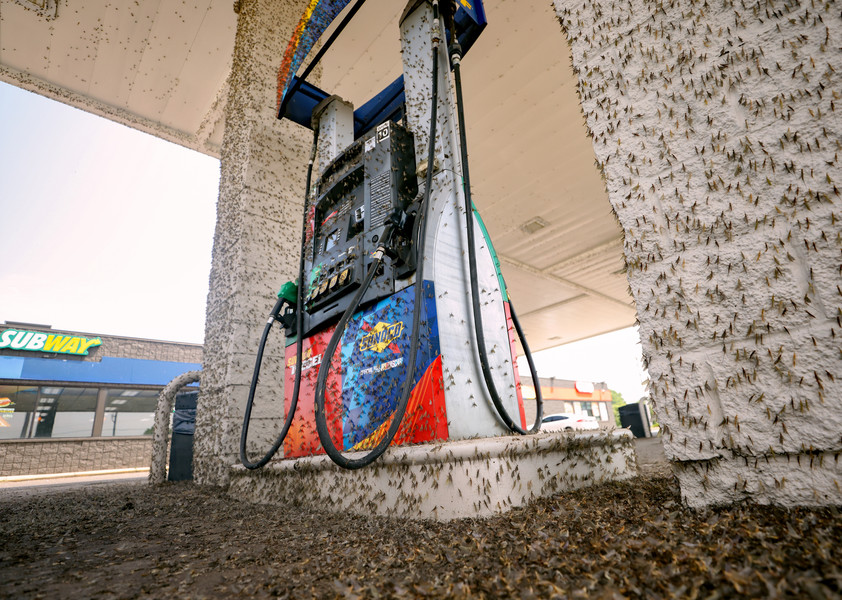 General News - HM - Mayflies inundate a gas pump at the Sunoco in Luna Pier, Michigan. (Kurt Steiss / The Blade)