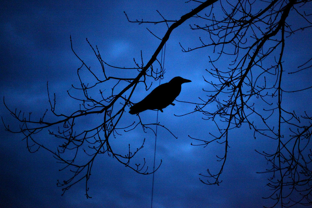 Story - 2nd place - A decoy crow hangs from a tree set up by Shannon Mayes of Gallipolis before hunting crows out in Richmond Dale, Ohio. (Kyle Robertson / The Columbus Dispatch)