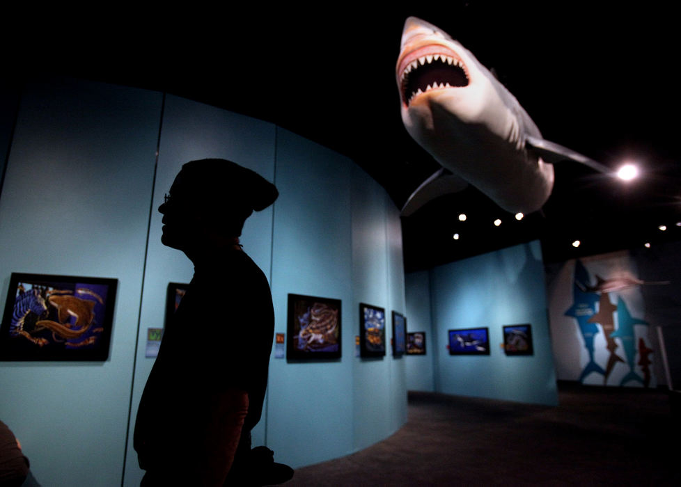 Feature - HMTracy Luoma, an exhibits technician at the Cleveland Museum of Natural History, puts the final touches on the museum's latest exhibit  "Megalodon: Largest Shark That Ever Lived" and "Sharkabet: A Sea of Sharks from A to Z" at the Cleveland Museum of Natural History. The exhibit opens tomorrow on March 16.   (Lisa DeJong / The Plain Dealer)