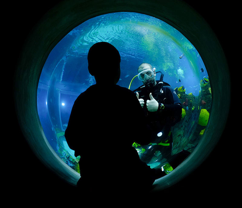 Story - 3rd place - David Gauthier, 9, Chelsea, MI., gets two thumbs up from zoo aquarist Dennis Law as he scuba dives in the 90,000 gallon reef tank during a grand reopening of the aquarium at the Toledo Zoo. (Andy Morrison / The (Toledo) Blade)