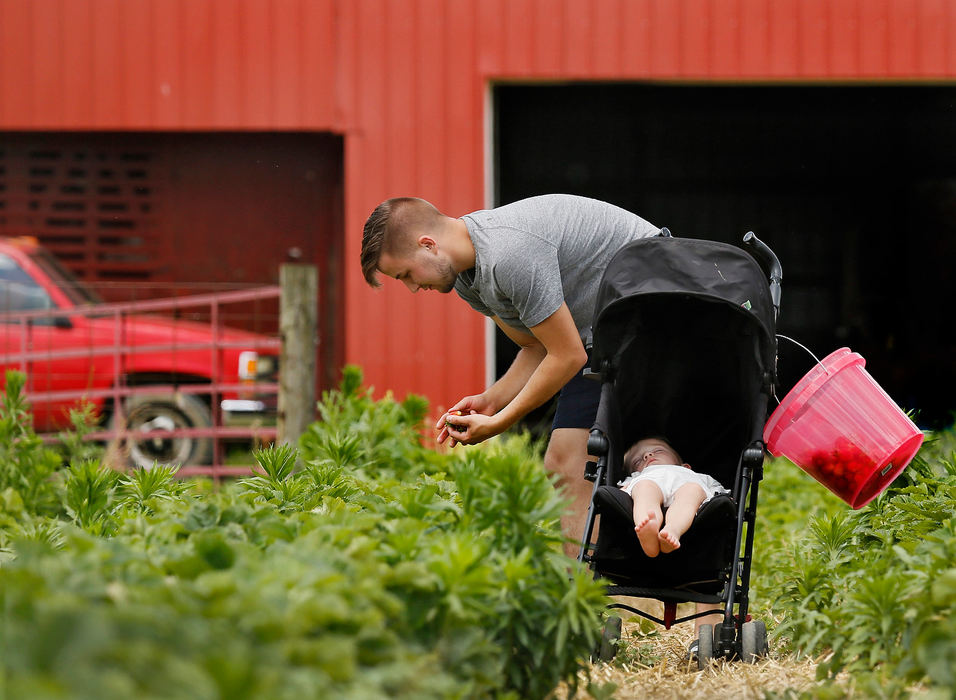 Feature - 3rd placeDavid Cherneta of Columbus picks strawberries while his son David Cherneta sleeps in his stroller. David along with his wife Viktoria Cherneta were picking strawberries for jam, smoothies and freezing later. They were at Hann Farms south of Columbus.  (Eric Albrecht/The Columbus Dispatch)