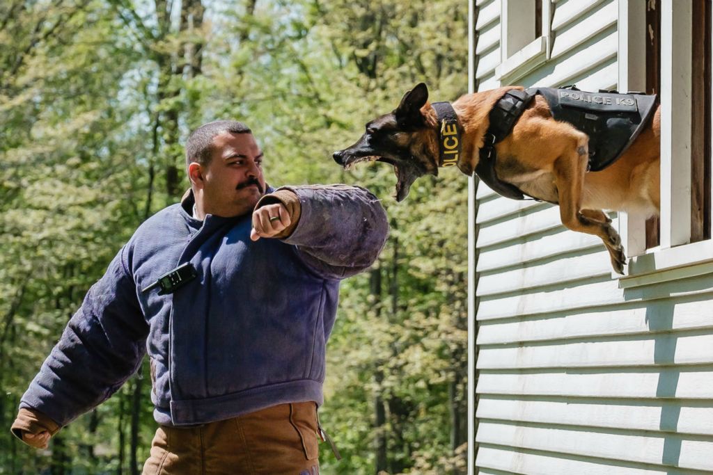 Feature - 1st place - Dover Police Officer Jason Doughty works with Argo, a Salem Police Department dog, during training sessions,                                                                                         in Dover. The two were among many select officer invited to participate in live training sessions hosted by Canton Police Officer Chris Heslop, of the Police K-9 Association.  (Andrew Dolph - The Times Reporter)  