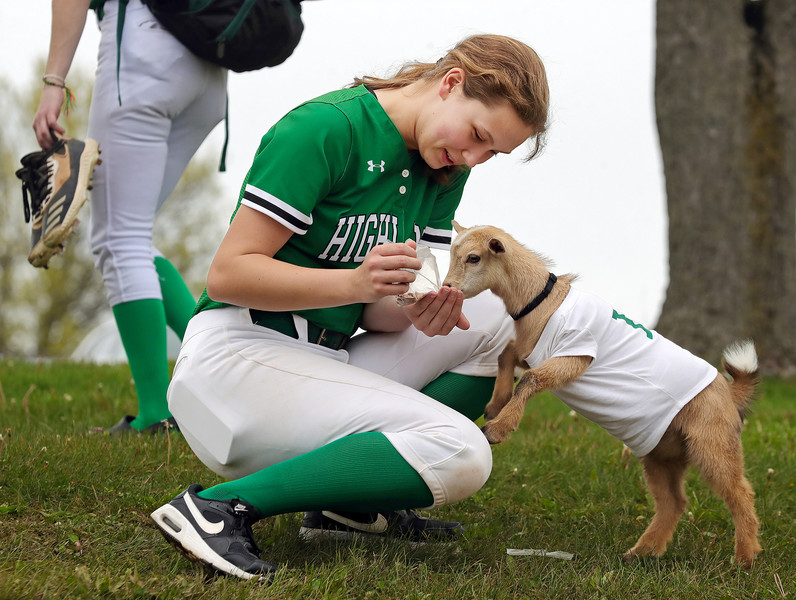 Sports Feature - HM - Roo climbs up on Maddy Huml for a postgame snack after the Highland Hornets beat Euclid, 15-1, in a Division I sectional softball game in Granger Township. (Jeff Lange / Akron Beacon Journal)