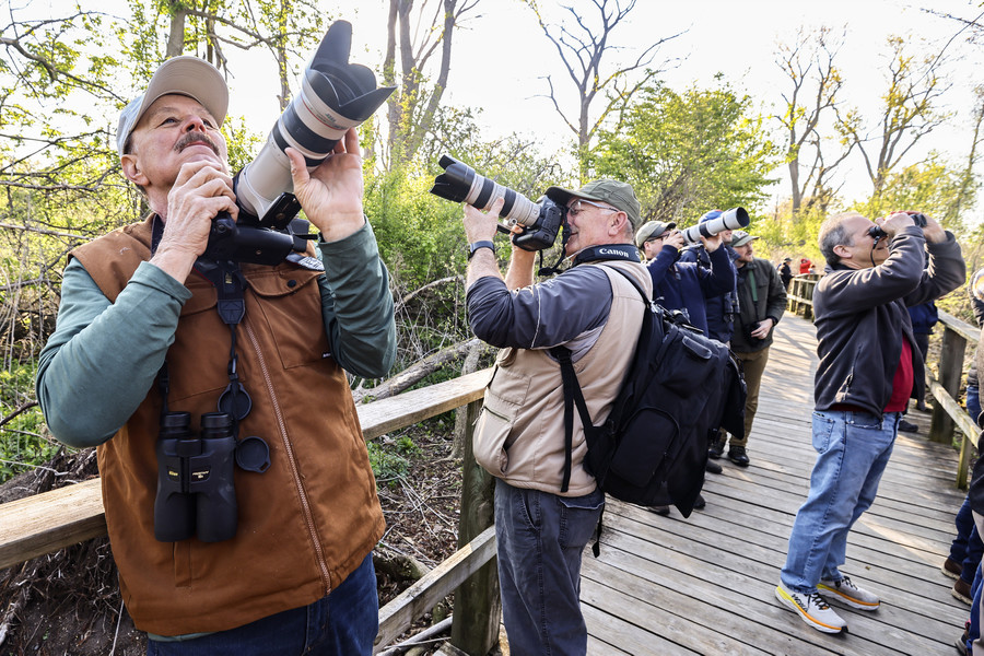 Story - 1st place - From left Frank Elia and his brother Terry Elia of Chicago  photograph migratory birds during the opening day of the Biggest Week in American Birding at Magee Marsh in Oak Harbor.  (Jeremy Wadsworth / The Blade)