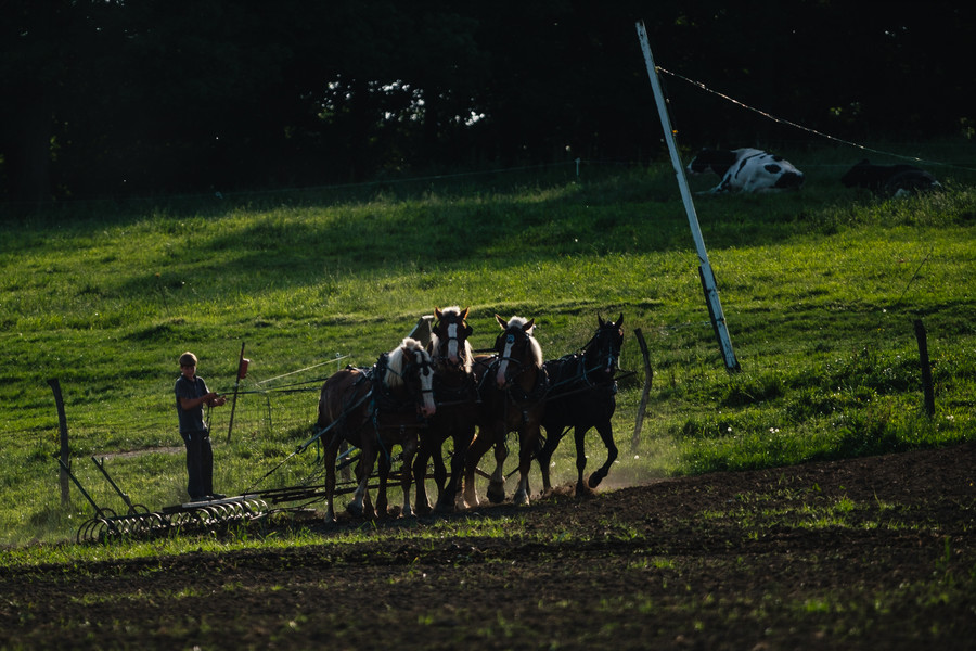 2nd -  Feature - 3rd place - An Amish boy plows a field in Wayne Township. (Andrew Dolph / The Times Reporter)   (Andrew Dolph / The Times Reporter)