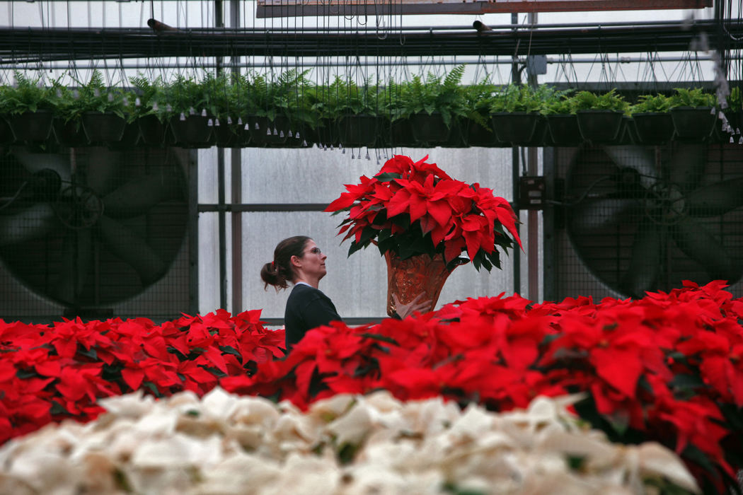 Feature - 2nd place - Karen Clifton fills a order for a Classic Red Poinsettia at Straders Greenhouse Wholesale Division in Grove City. Jim Black (not pictured) said they started growing them from cuttings on July 5 and have several greenhouses filled with over 52,000  poinsettia.  (Tom Dodge / The Columbus Dispatch)