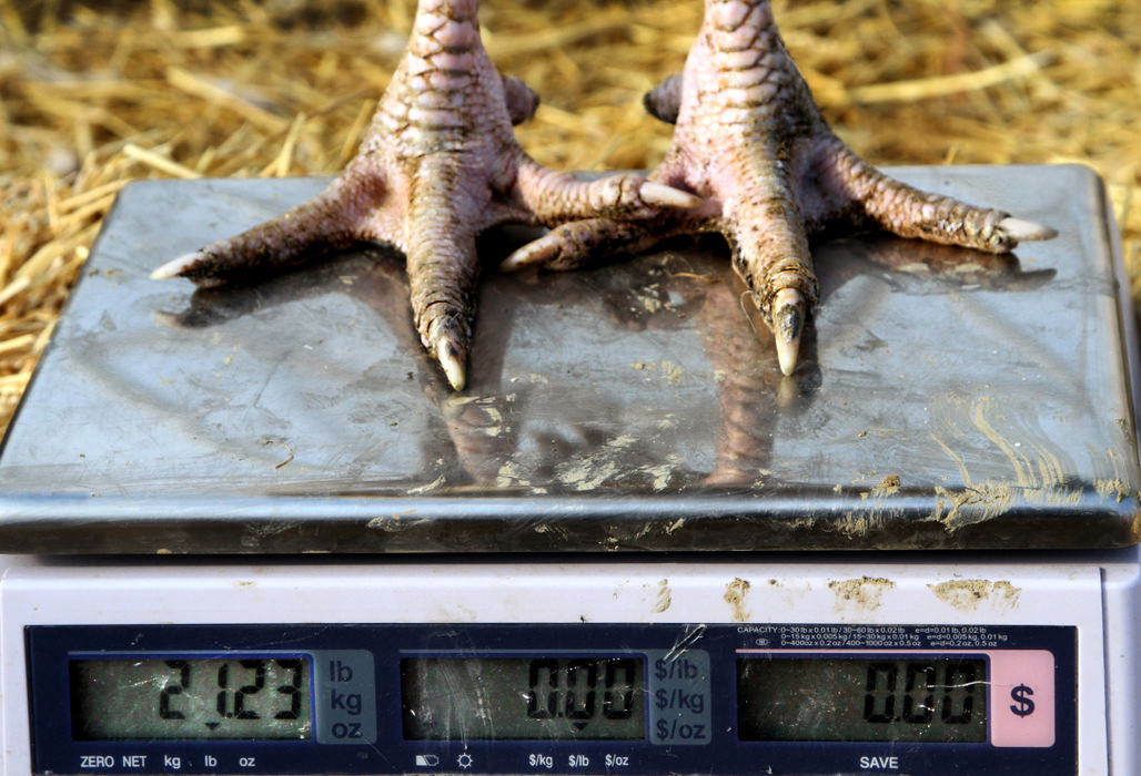 Feature - 3rd placeA Thanksgiving turkey weighs in at over 21 pounds at Brunty Farms in Bath Township. Jeff and Mel Brunty spent all day weighing and sorting their 700 pasture-raised turkeys, preparing to process them in time for Thanksgiving, then Christmas. They sorted the large fowl by weight, the smaller will be left to gain weight for Christmas.  (Lynn Ischay / The Plain Dealer)