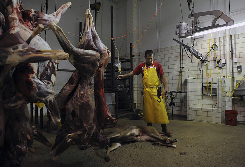 Feature - 2nd place - Derek Hindel, of Adams Mills, skins and prepares deer brought in from hunters for processing at Olde Village Meats in Frazeysburg. More than 6,400 deer were checked during the two-day youth gun season with Muskingum County accounting for 187 deer, according to the Ohio Department of Natural Resources website. (Shane Flanigan / Zanesville Times Recorder)