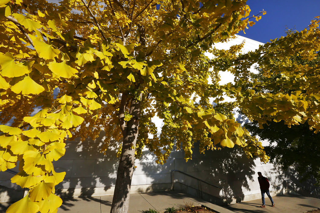 Feature - 2nd place - An Ohio State student walks by the The Bill and Mae McCorkle Aquatic Pavilion on the Ohio State University campus. The late afternoon sun brightened up the fall foliage on campus. (Fred Squillante / The Columbus Dispatch)