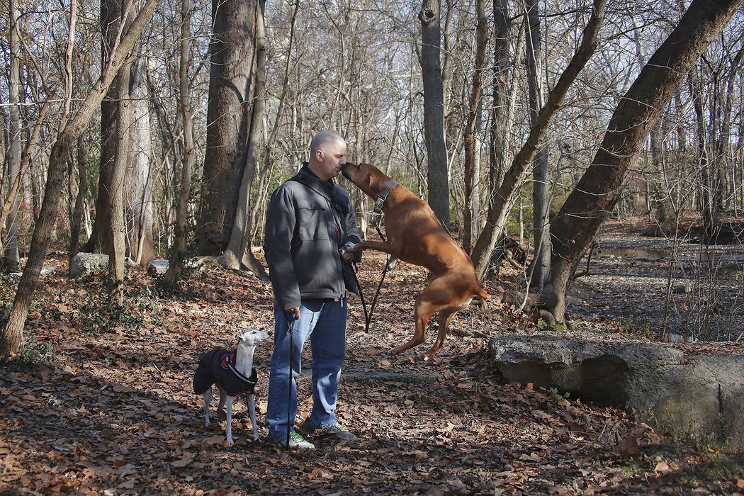 Feature - 3rd place - "Devo" a 15 year old Whippet, dons his winter coat during a long walk along Adena Brook with Andy Hoppe, and "Thornley" a 4 year old Rhodesian Ridgeback in Whetstone Park in Columbus. (Tom Dodge / The Columbus Dispatch)