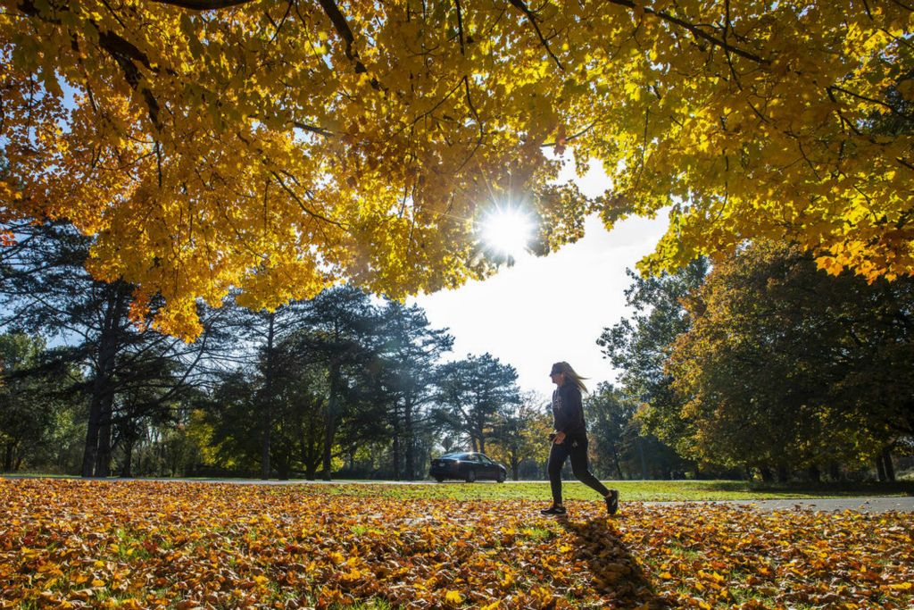 Feature - 3rd place - A woman walks under a tree at Side Cut Metropark in Maumee.(Rebecca Benson / The Blade)