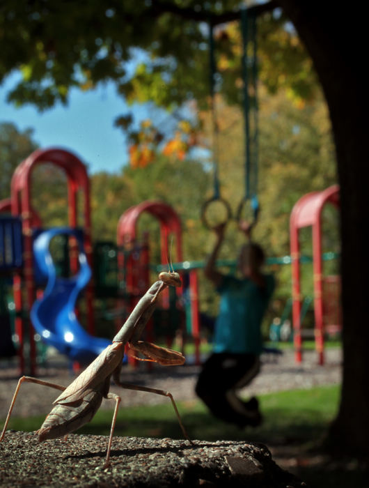 Feature - 2nd place - Karin Coyne was doing a Parkour workout in the shade at Tuttle Park while a  Praying Mantis sits in the sun.  (Tom Dodge / The Columbus Dispatch)