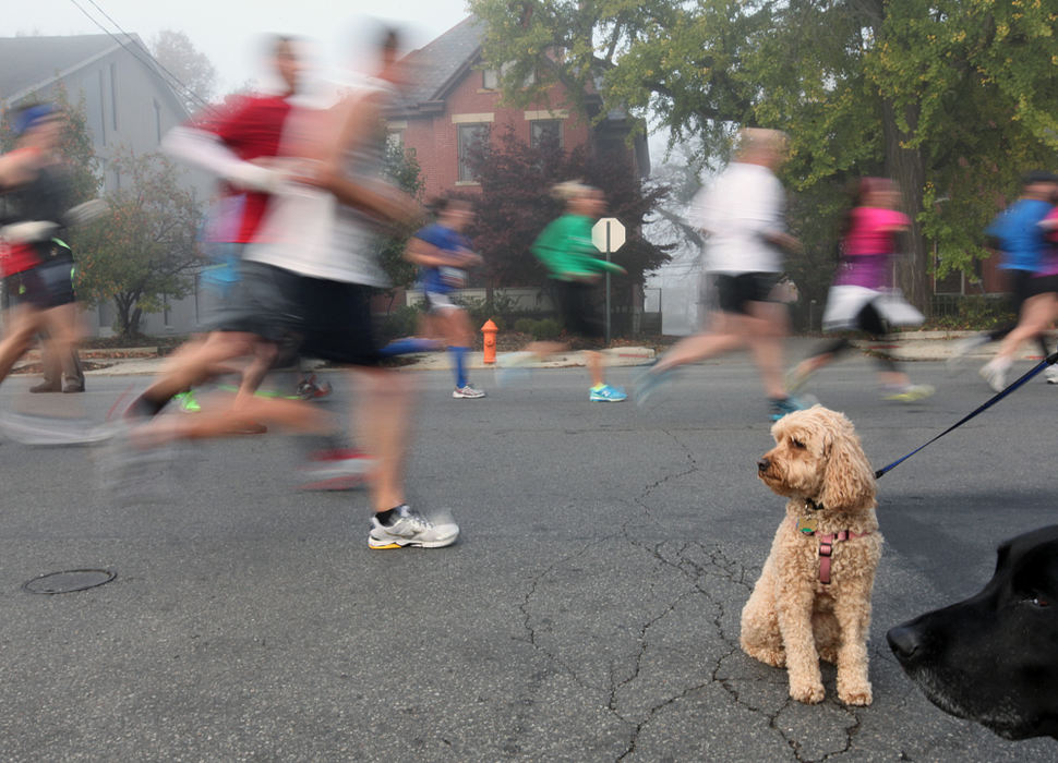 Feature - 3rd placeMaggie and Mia watch as marathon runners speed past them along High Street in Columbus. They were with their owners Chad and Rachel Haas.   (Chris Russell / The Columbus Dispatch)