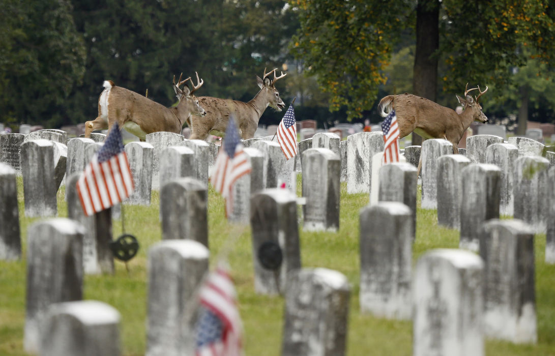 AGeneral News - 3rd place - Several deer run through Greenlawn Cemetery. The cemetery was vandalized last week after two individuals stole a dump truck and drove over dozens of gravesites.  (Adam Cairns / The Columbus Dispatch)