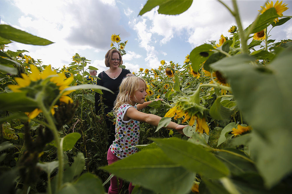 AFeature - 3rd place - Emily Farthing follows Macy Robinson, 6, of Milford, as she works to find a sunflower during the Sunflower Festival at Gorman Heritage Farm in Evendale. (Kareem Elgazzar / Cincinnati Enquirer)