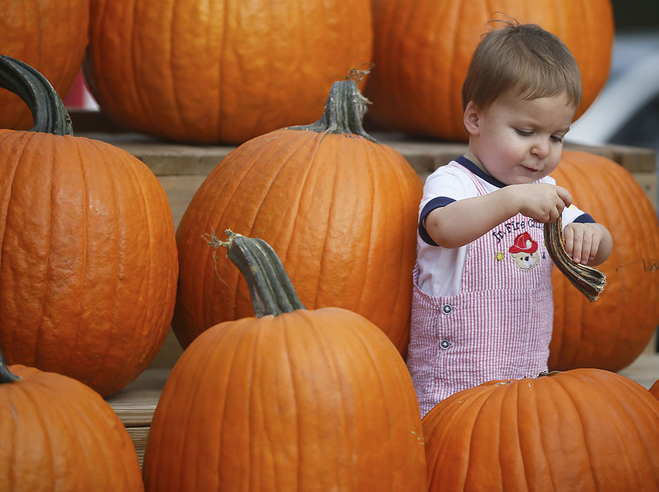 Feature - HM - Daniel Williams, 18-months, of Akron plays with a pumpkin stem at Szalay's Farm & Market in Peninsula. (Leah Klafczynski / Akron Beacon Journal)