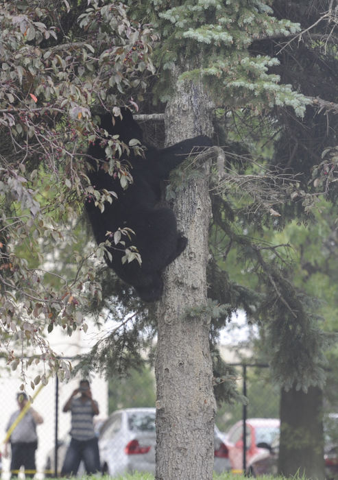 Story - 2nd placeA bear on the run makes it's way down a second tree, onto the third in Bedford Heights. (Lisa Scalfaro  / Record Courier)