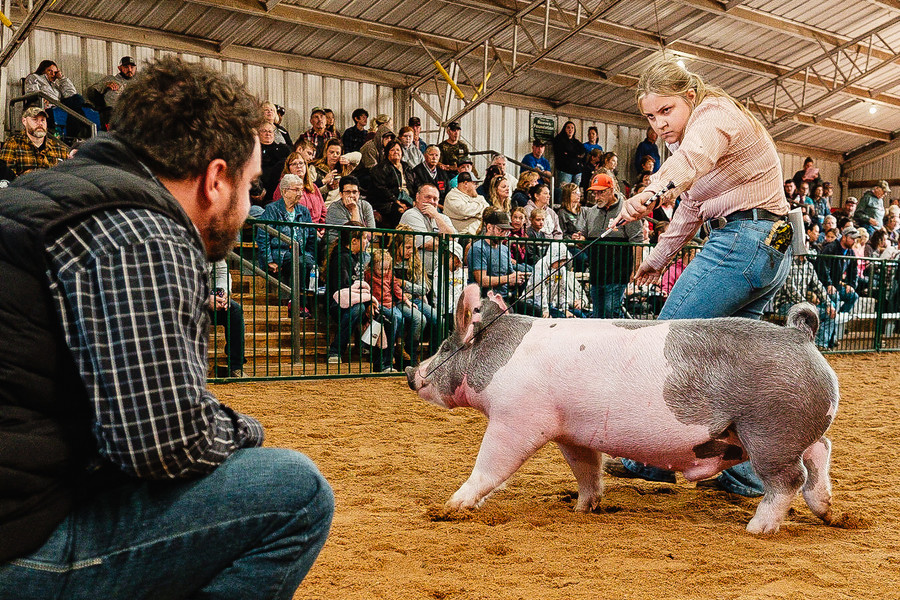 Feature - 1st place - Kaitlin Yoder stares down judge Seth D. Keplinger, from Springfield, as she competes in 14-year-old hog showmanship at the Tuscarawas County Fair in Dover. Yoder, of the 4-H Junior Achievers Club, placed first in Supreme Swine Showmanship in the 14-year-old class. (Andrew Dolph / The Times Reporter)