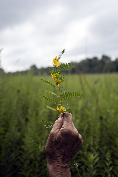 Illustration - 1st place - John Stitzlein holds up a flowering partridge pea that he found on his farm in Baltimore, Ohio. The two have lived on the land since 1979 when they bought the property that has expanded to over 200 acres over the years.  (Brooke LaValley / The Columbus Dispatch)