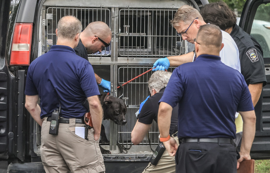 Spot News - 2nd place - Police take a dog into custody who is believed to have killed a women in her 70s at 4213 Grantley Road in Toledo. Police say the dog, who is being taken in by Lucas County Canine Care & Control, belongs to the woman who was found dead in her backyard by a landscaping crew.  (Jeremy Wadsworth / The Blade)