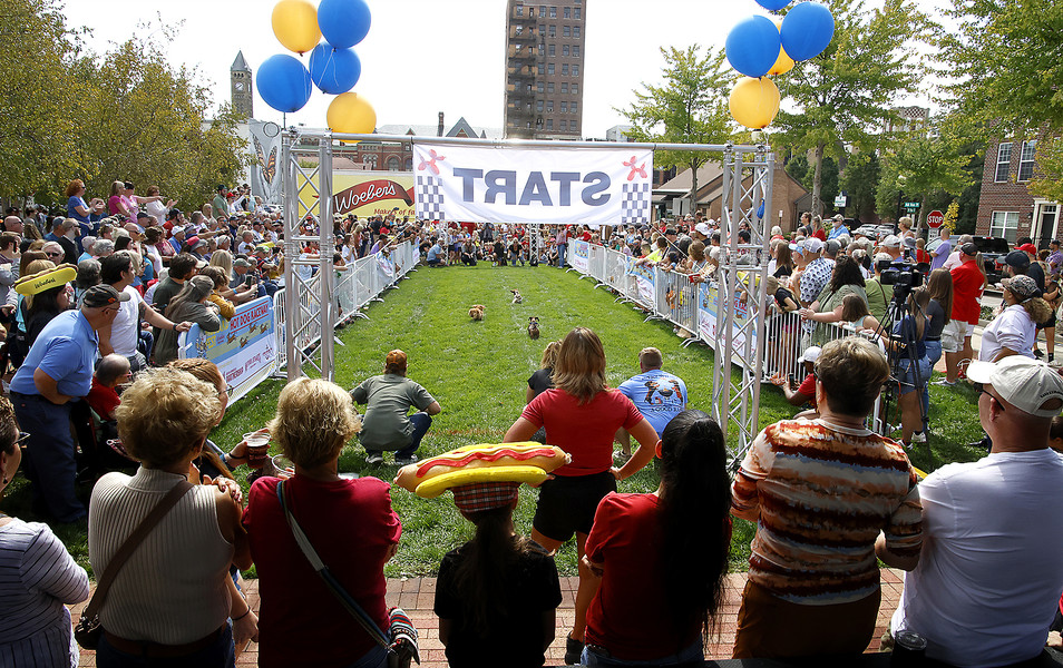 Story - 1st place - Hundreds of race fans gather around the track to watch the 2023 Champion City Wiener Dog Races, one of the highlights of MustardFEST, at National Road Commons park in downtown Springfield. This year's races featured 45 dachshunds competing for the coveted title of Fastest Wiener in Springfield.  (Bill Lackey / Springfield News-Sun)