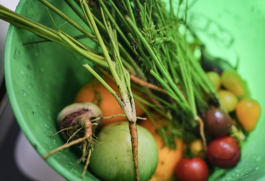 Illustration - 3rd place - Fresh vegetables from the Hawkins STEMM Academy garden in Toledo. Once monthly, Hawkins STEMM hosts a Family Garden Club harvesting day, where students are invited to choose and take home all the vegetables and herbs they want. On this harvesting day, students pick the fresh veggies and learn how to prepare vegetable soup. (Jeremy Wadsworth / The Blade)