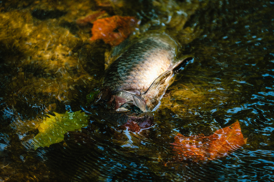 Spot News - 1st place - A dead fish floats in the Sugar Creek near the Ohio 39 bridge at Interstate 77, in Dover. A large die-off of fish was recently reported in the creek. The cause of the die-off was revealed by the Ohio EPA as a result of an accidental chemical release into the creek just upstream by the Dover Chemical Corporation. Faulty hardware was blamed. (Andrew Dolph / The Times Reporter)