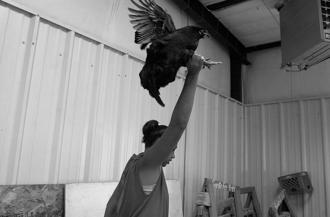 Second place, Larry Fullerton Photojournalism Scholarship - Erin Galletta / Kent State UniversityTo avoid feathers is her face, Jasmine Casaus carries her chicken over her head to its cage in preparation for the judging at the Santa Fe County Fair.                               