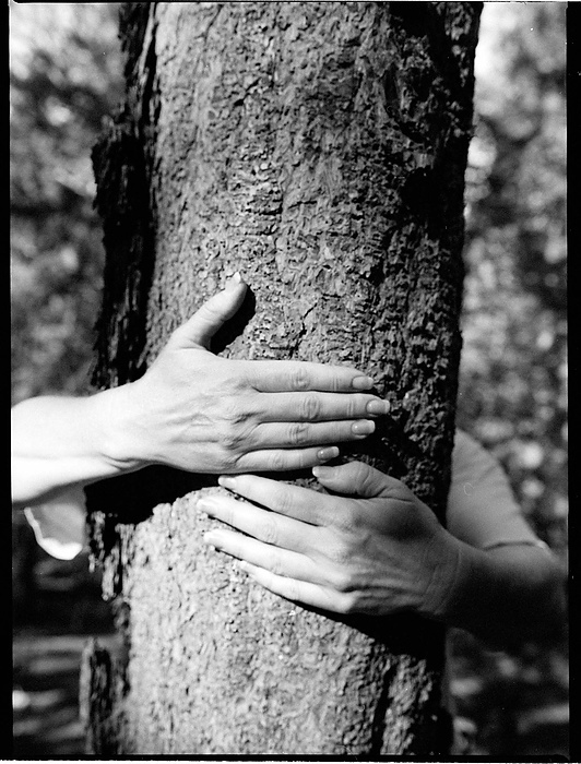 Second place, Larry Fullerton Photojournalism Scholarship - Erin Galletta / Kent State UniversityHealing the forest is the unified concern of the residents of the Gallinas Watershed and of the National Forest Service. Much of the ponderosa pine of John Myers' property is infested with bark beetle or dwarf mistle which stunts the healthy growth of the forest.This tree has been murdered by bark beetle disease.