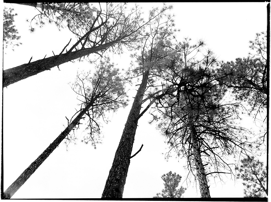 Second place, Larry Fullerton Photojournalism Scholarship - Erin Galletta / Kent State UniversityThese trees have proper spacing which will prevent crown fires from occuring.