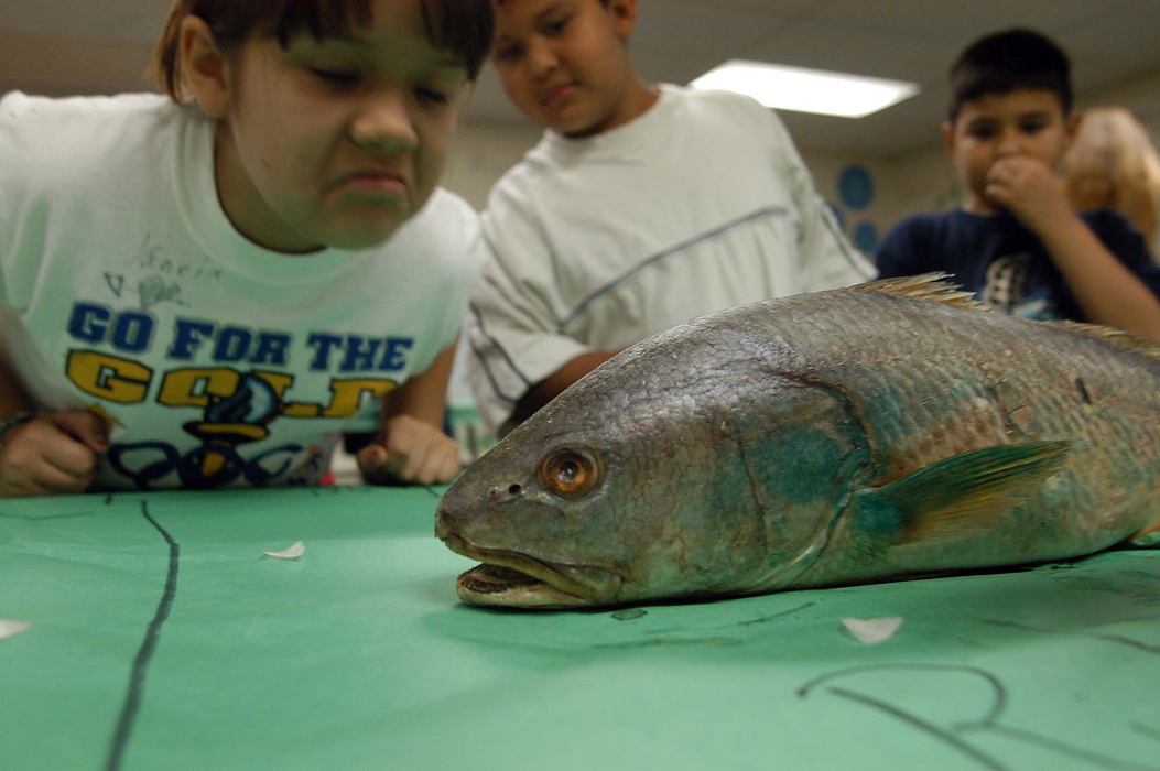 Second place, Larry Fullerton Photojournalism Scholarship - Erin Galletta / Kent State UniversityGabby Guerrero, a third-grader at Velasco Elementary School in Freeport, Texas, takes a whiff of a dead fish during Lisa Neasbit's science class. Neasbit's classes, consisting of 1,500 students every week, are using resources that have been donated by parents and local businesses.