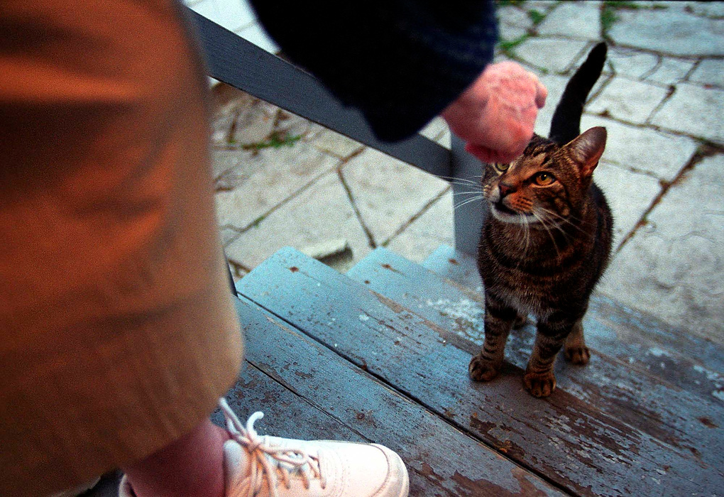 First place, Larry Fullerton Photojournalism Scholarship - Lindsay Steiner / Ohio UniversityMargaret finds joy in small things, such as writing letters to friends and taking care of three stray cats that have moved into her garage.  She doesn't tell Nelson that she is feeding them, but keeps it to herself as a little secret.