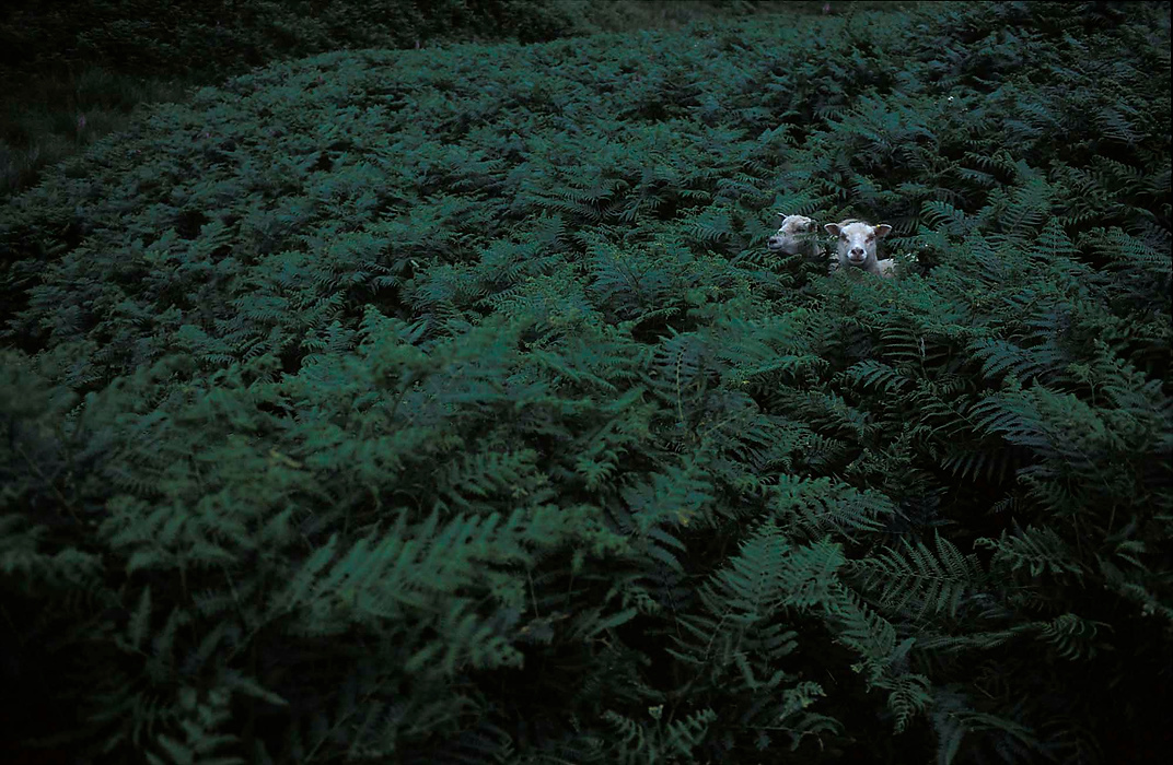 First place, Larry Fullerton Photojournalism Scholarship - Lindsay Steiner / Ohio UniversityTwo shetland sheep hide in a field of ferns on Austin O'Toole's farm in Penicuik, Scotland. 