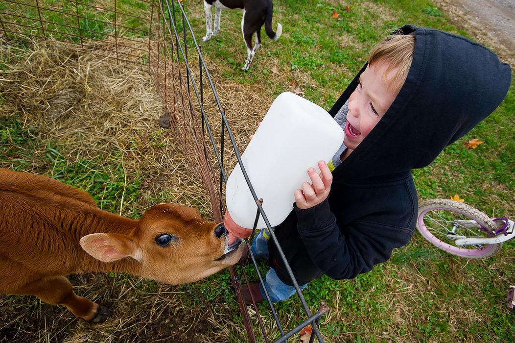 First place, Larry Fullerton Photojournalism Scholarship - Sarah Stier / Ohio UniversityHarlan, 4, feeds milk to a calf at Laurel Valley Creamery in Gallipolis. Each Nolan child participates in keeping the farm up and running, even young Harlan.  