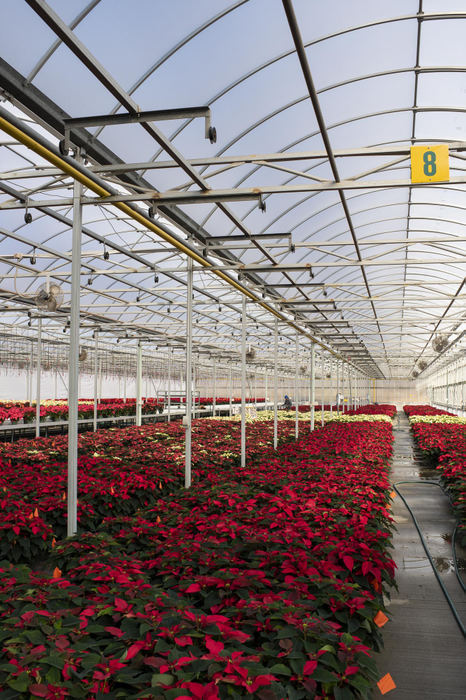 First Place - Larry Fullerton Photojournalism Scholarship , Tanner Pearson / Ohio UniversityPoinsettias sit inside a greenhouse at Natorps farm on Nov. 16, 2020. The poinsettias will be sold for Christmas online and in person. “This year we have done seven times more online sales than last year” said Matt Bartlett. “Due to COVID most of the sales are done through our website.”