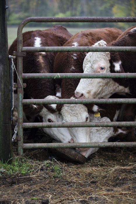 First Place - Larry Fullerton Photojournalism Scholarship , Tanner Pearson / Ohio UniversityCows fight for a treat from Becky on Oct. 21, 2020. The Scruggs have fifteen cattle total. One bull, seven cows, one steer, and six calves.