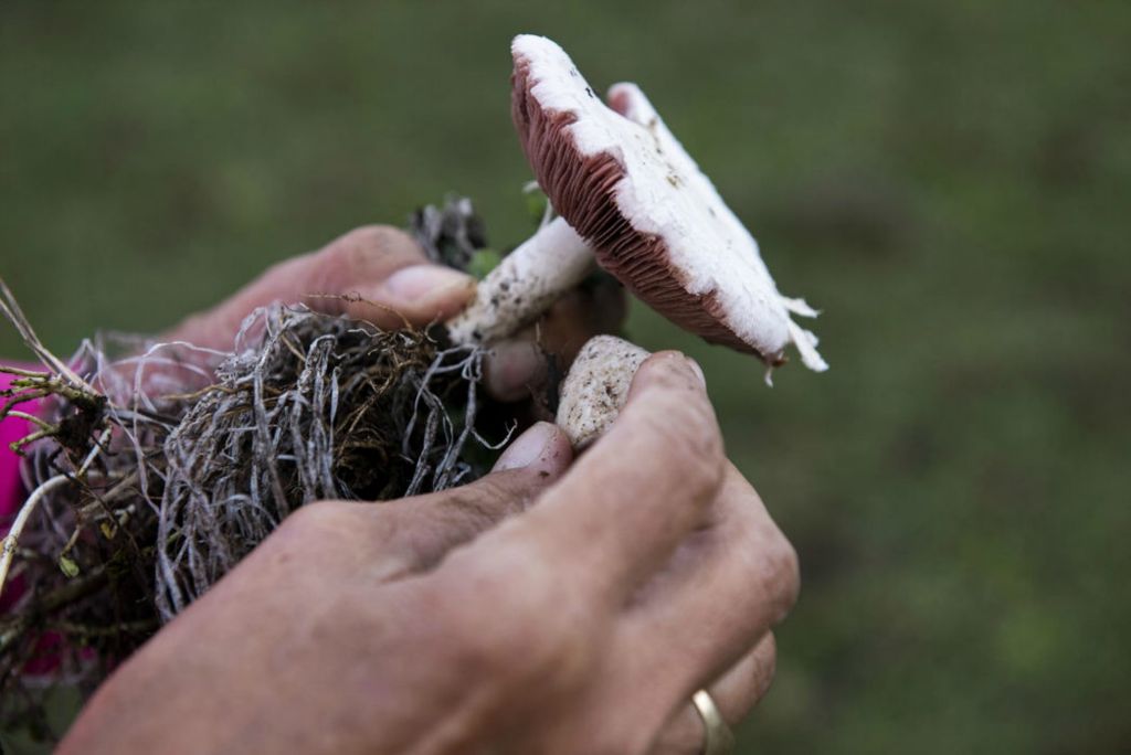 First Place - Larry Fullerton Photojournalism Scholarship , Tanner Pearson / Ohio UniversityBecky Scruggs pulls off a piece of a mushroom she found in her field on Oct. 23, 2020. Random mushrooms can be found around the property, some of which are edible. Becky said when she picked up the mushroom, “I think if it’s pink on the bottom it’s okay to eat.” She then proceeded to clean the piece off and pop it in her mouth.