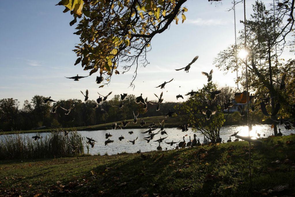 First Place - Larry Fullerton Photojournalism Scholarship , Tanner Pearson / Ohio UniversityDucks fly into the Scruggs’ pond on Nov. 2, 2020. Despite any weather conditions, you will find the ducks out on the pond. One doesn’t have to wonder where the ducks go in the winter.