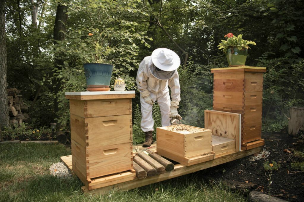 Second Place - Larry Fullerton Photojournalism Scholarship , Grace Wilson / Ohio UniversityPaul Marshall completes his biweekly hive inspection on the afternoon of August 15, 2020 at his home outside of Dayton, Oho. Paul recently got into beekeeping after partaking in a "hive rescue."