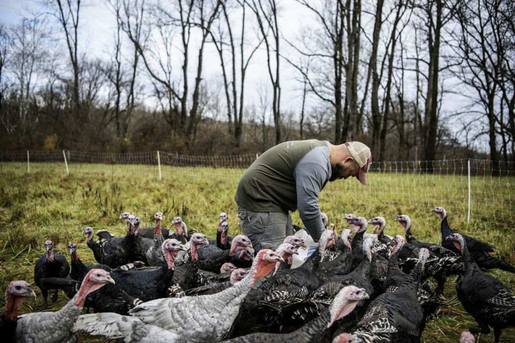 Second Place - Larry Fullerton Photojournalism Scholarship -  Mike feeds his heritage breed turkeys in the morning. He prepares them in a few weeks to be people's Thanksgiving turkeys. His turkeys have characteristics that are no longer present in modern turkeys. They have a longer time it takes them to reach a marketable size compared to industrial agricultural breed turkeys. Also some people prefer the flavor of these turkeys over the broad breasted white turkeys. (Ryan Grzybowski - Ohio University)  