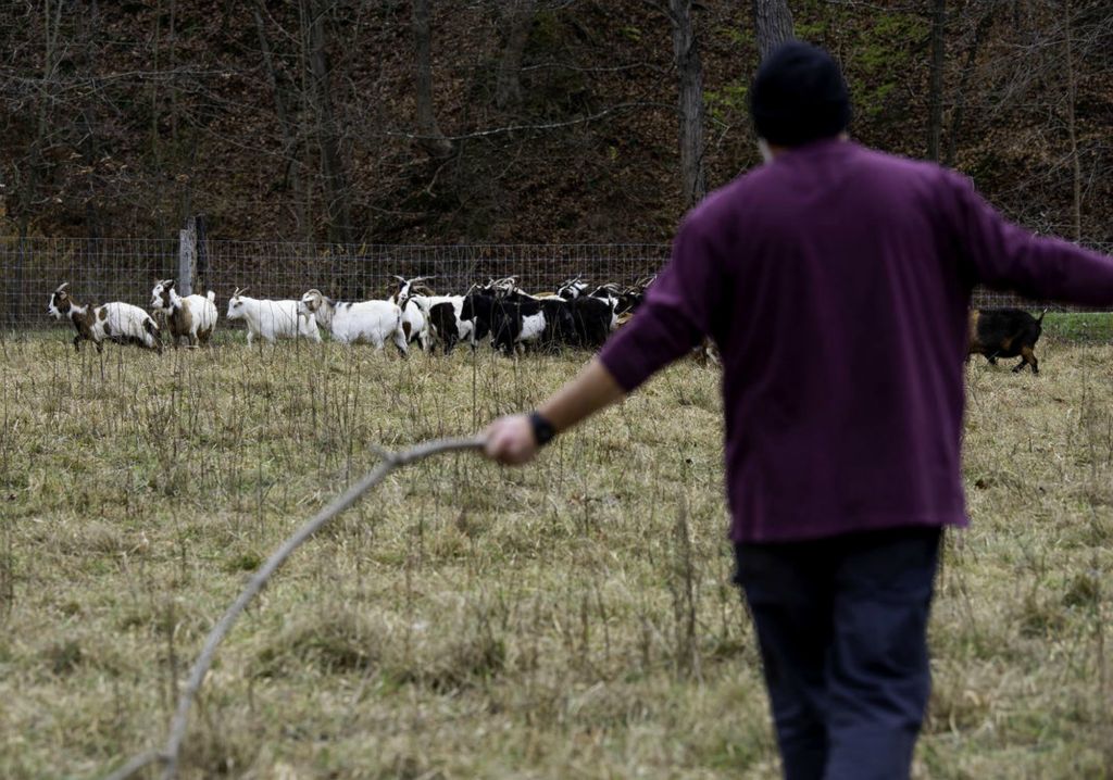 Second Place - Larry Fullerton Photojournalism Scholarship -  John holds out his hands with sticks in them to herd the goats to the trailer and close off the goats to move them to another pasture that they have let to grow for the goats to go and graze. (Ryan Grzybowski - Ohio University)  