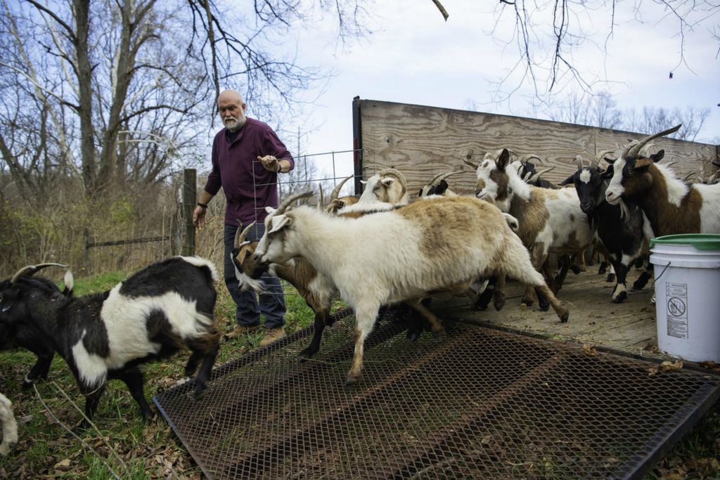 Second Place - Larry Fullerton Photojournalism Scholarship -  John lets the goats go to their new pasture off the trailer so that they can rotate the sections of grass the goats eat as a part of his sustainability plan. Letting the grass grow in the unused pastures, lets carbon re-enter the ground. (Ryan Grzybowski - Ohio University)  