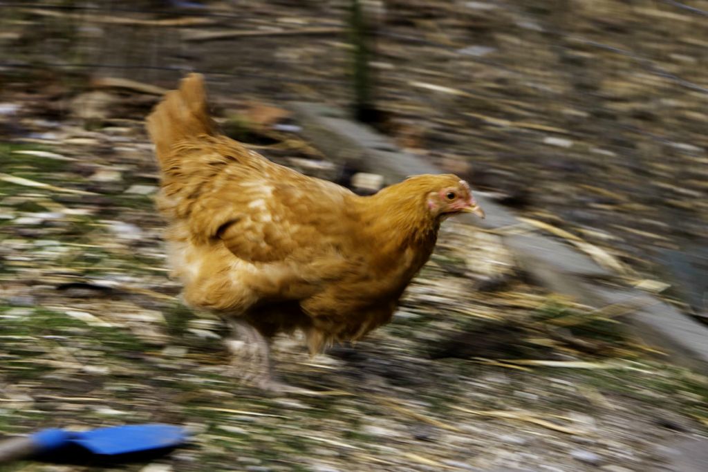 Second Place - Larry Fullerton Photojournalism Scholarship -  A chicken dashes to the chicken coop that is located near to the Keleman house. (Ryan Grzybowski - Ohio University)  