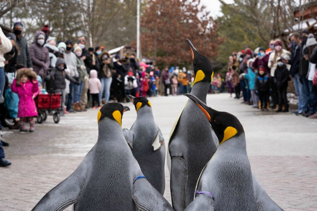 First Place - Larry Fullerton Photojournalism Scholarship -  Larry, Bebe, Stacey, and Martin Luther, the king penguins (from left to right), waddle back home to their exhibit during Penguin Days at the Cincinnati Zoo & Botanical Garden in Cincinnati, Ohio, on Jan. 30, 2021. “They really enjoy getting outside, especially when it’s cold. They always seem ready to go when we open the doors,” said Shae Miller, Wild Encounters Manager. “Maybe they like seeing new things: people, colors, smells, colder weather.” (Joe Timmerman - Ohio University)  